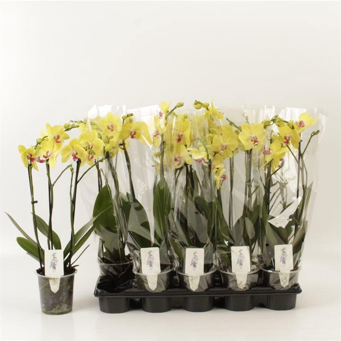 <h4>PHAL OV GEEL</h4>