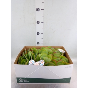 Kalanchoe NF thyrsiflora