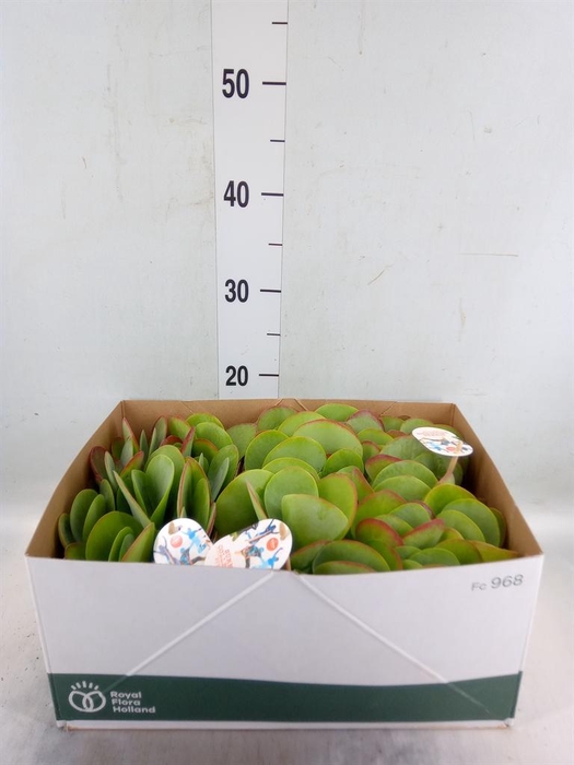 <h4>Kalanchoe NF thyrsiflora</h4>