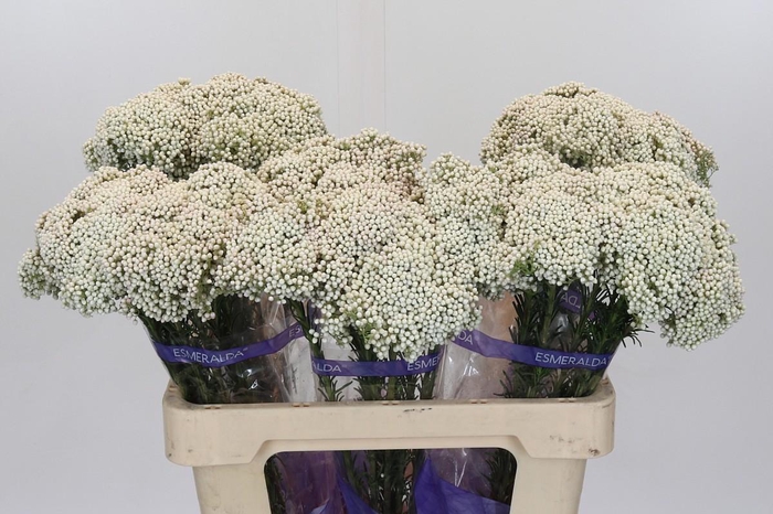 <h4>Ozothamnus Cooks Snow White</h4>