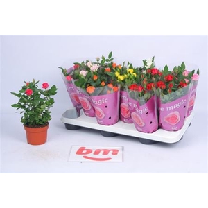 RO B MONDE GEM 7 SRT