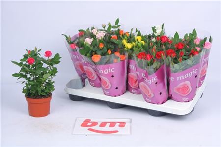 RO B MONDE GEM 7 SRT