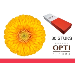 GE MB POM HONEYDEW-Doosx30