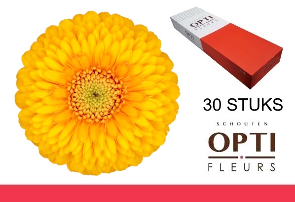 <h4>GE MB POM HONEYDEW-Doosx30</h4>