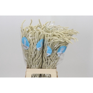 Amaranthus Yearming Desert
