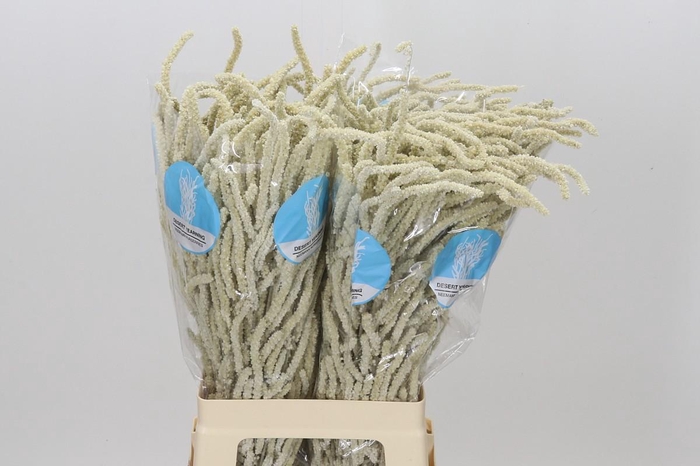 <h4>Amaranthus Yearming Desert</h4>