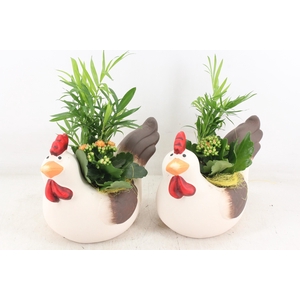 arr2 PL - Keramiek kip x5 mix