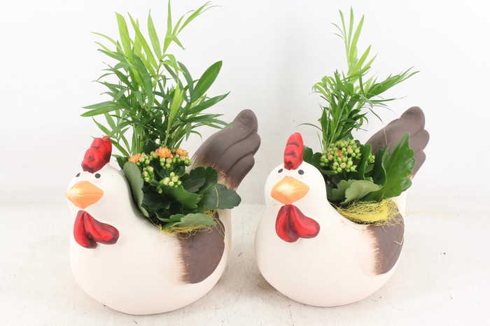 <h4>arr2 PL - Keramiek kip x5 mix</h4>