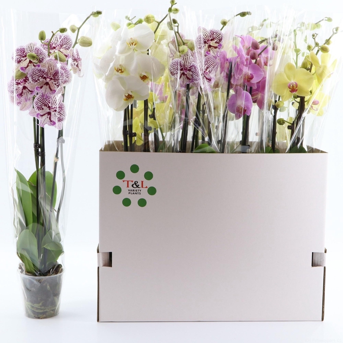 <h4>PHAL GEM 7 KL</h4>