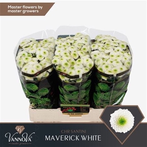 CHR S MAVERICK WHITE