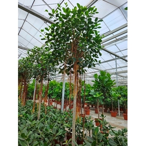 Ficus Australis