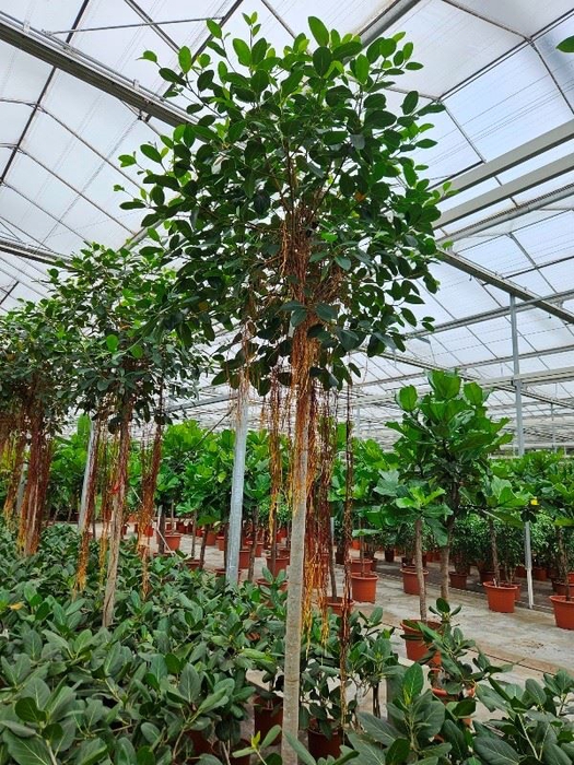 Ficus Australis