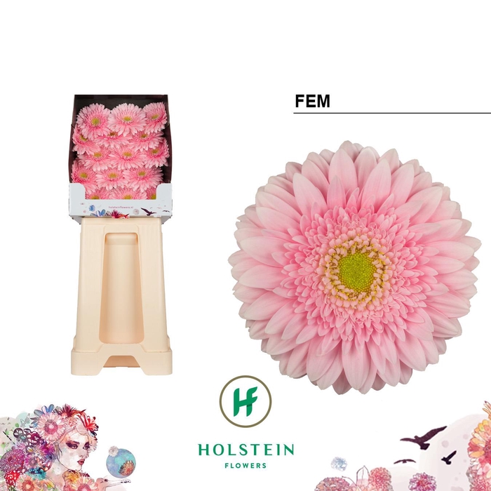 <h4>Ge Gr Fem</h4>