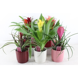 arr3 ZS - Ker. bubble mix bromelia