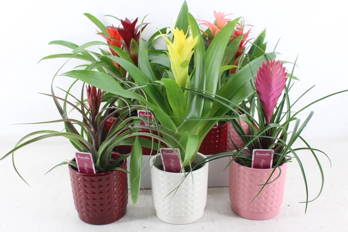 <h4>arr3 ZS - Ker. bubble mix bromelia</h4>