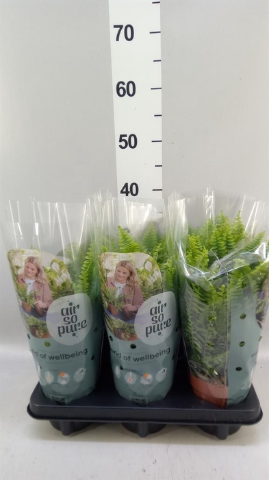 <h4>Nephrolepis exal. 'Green Lady'</h4>