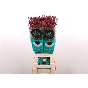 Sanguisorba Of Red Dream