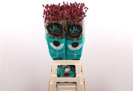 <h4>Sanguisorba Of Red Dream</h4>