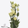 Lisianthus do rosita yellow