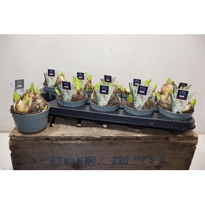 arr8 Hyacin Mult Ov White