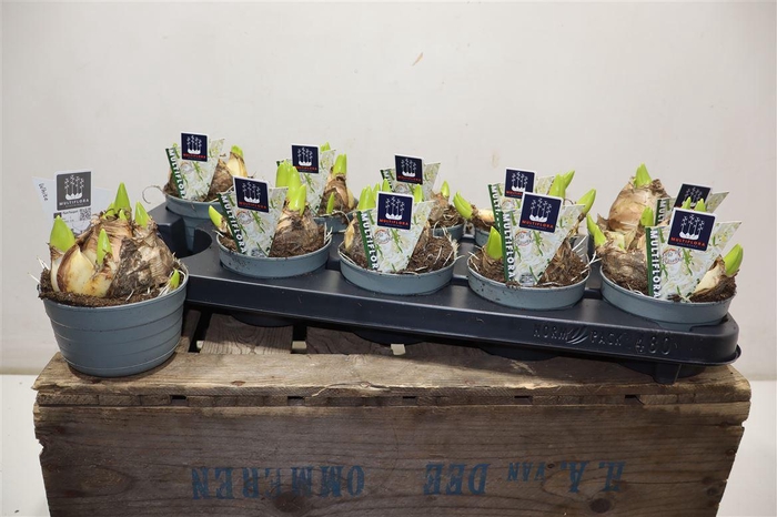 <h4>Hyacin Mult Ov White</h4>