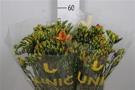 <h4>Fr Du Bastogne</h4>