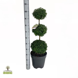 Buxus sempervirens Triobol L