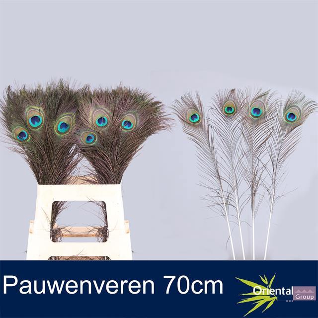 PAUWVEREN