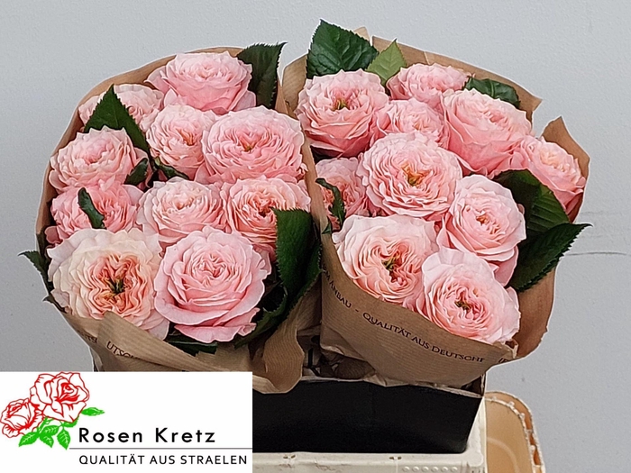 <h4>ROSA GR 'ELENA'</h4>