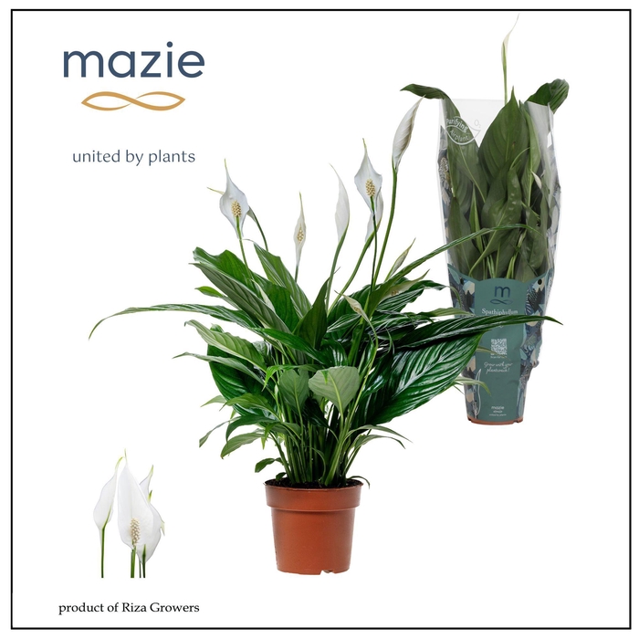 <h4>Spathiphyllum Sweet Benito - 13 cm</h4>