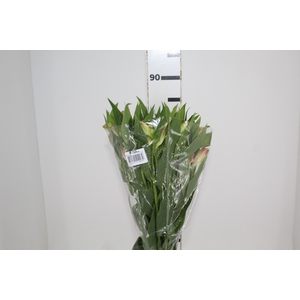 ALSTROEMERIA DUBAI 080 CM