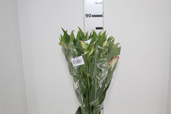 <h4>ALSTROEMERIA DUBAI 080 CM</h4>