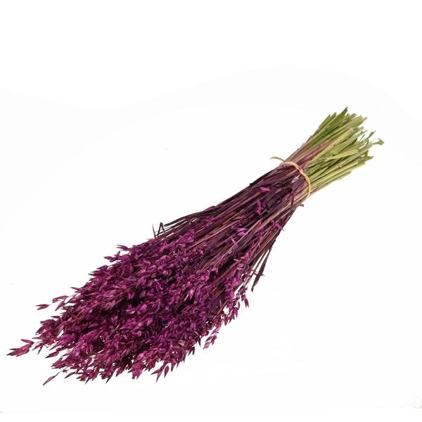 <h4>Haver (avena) Prune</h4>