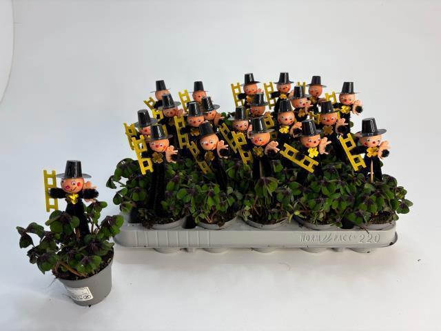 <h4>OXALIS DEPPEI</h4>