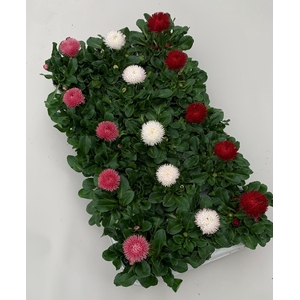 Bellis Roggli grootbloemig mix