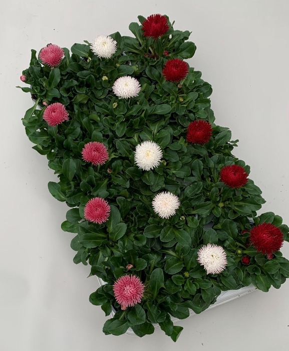 <h4>Bellis Roggli grootbloemig mix</h4>