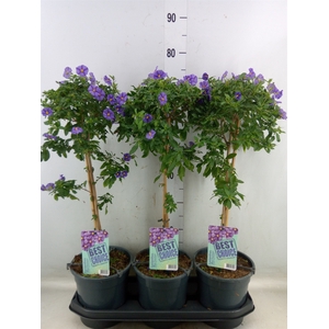 Lycianthes ran. 'Blue Fountain'