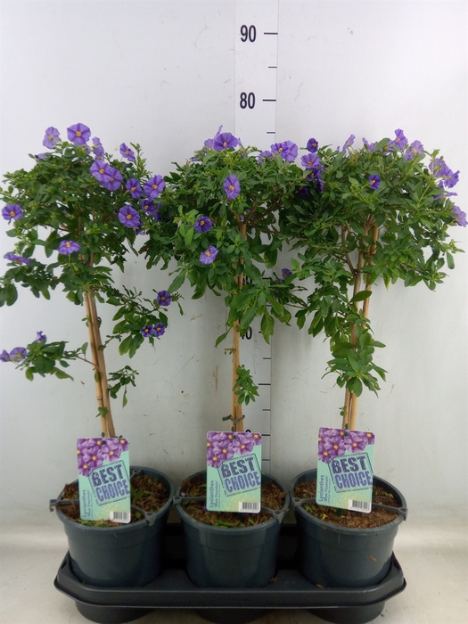 <h4>Lycianthes ran. 'Blue Fountain'</h4>