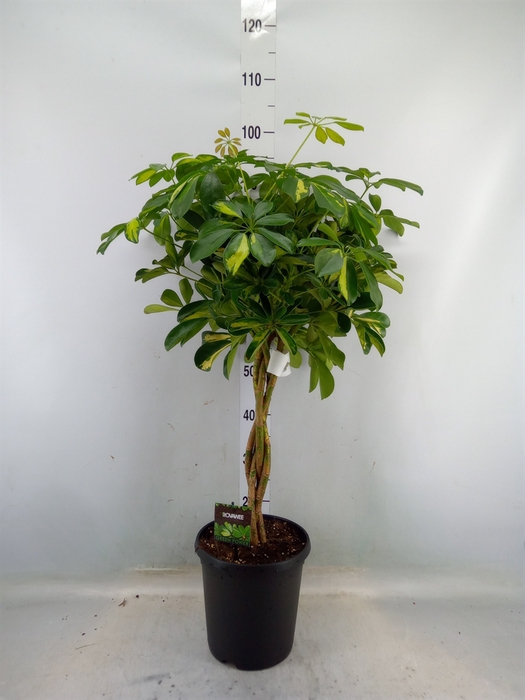 <h4>Schefflera arbor. 'Gold Capella'</h4>