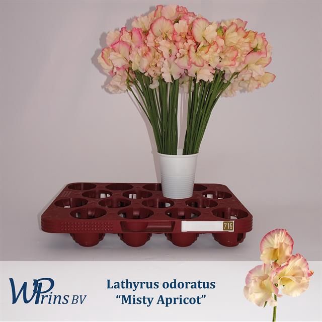<h4>LATHYR MIST APRICOT</h4>