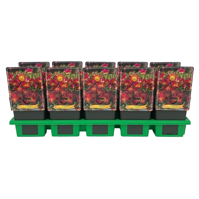 <h4>Delosperma cooperi</h4>