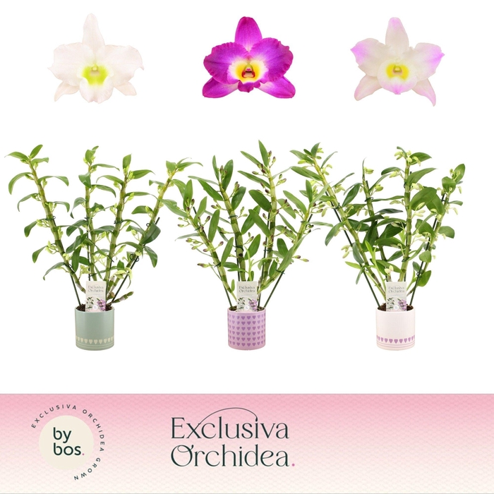 <h4>Dendrobium Nobilé, Mix 4-spike in Horizon Love 'Exclusiva Orchidea'</h4>