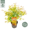 Acer palmatum