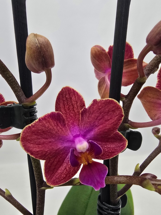 <h4>Limited 16 week 15</h4>