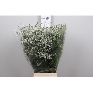 Lim Sin Mountain Diamond White