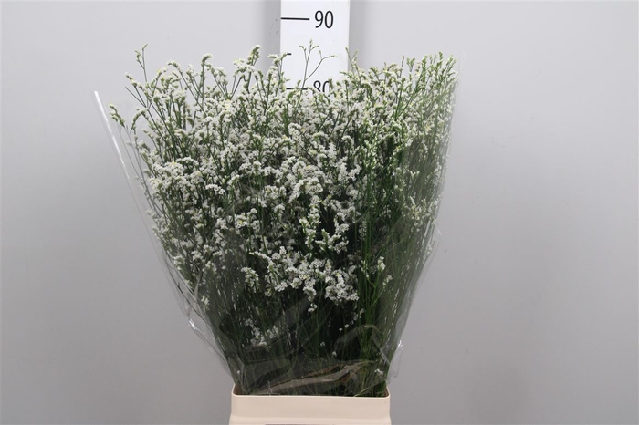 <h4>Lim Sin Mountain Diamond White</h4>