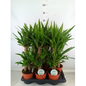 Yucca   ...