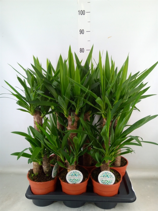 <h4>Yucca   ...</h4>