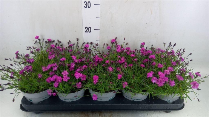 <h4>Dianthus deltoides</h4>