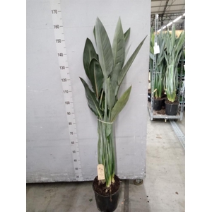 Strelitzia reg.